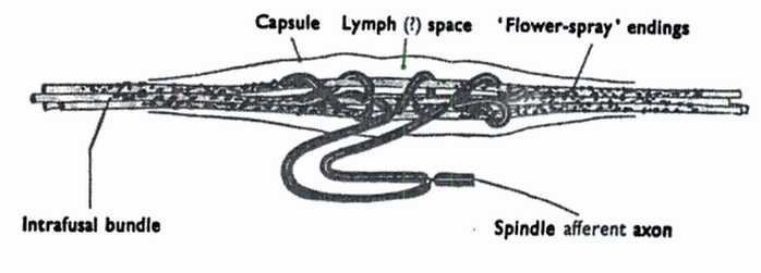 Example frog muscle spindle