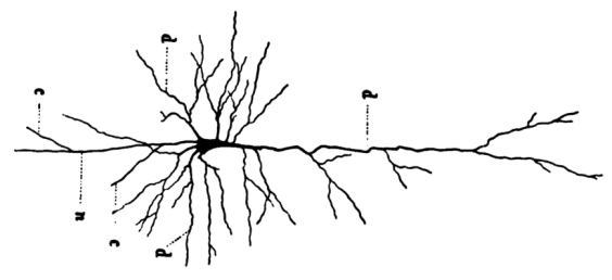 Pyramidal neuron