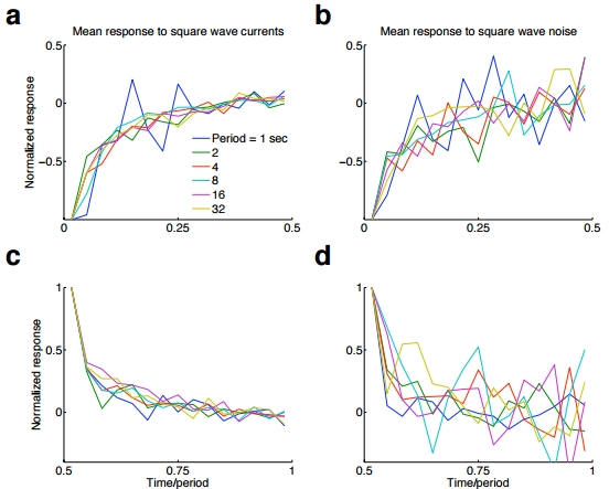 Responses recording in pyramidal neurons to square-wave type stimulation
