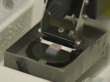 Rat brain getting sliced